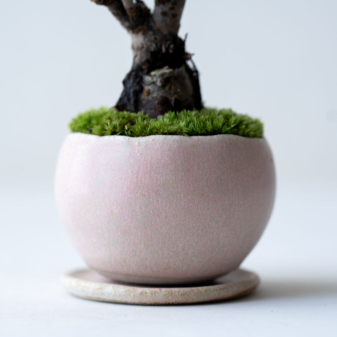 石木花 旭山桜（受け皿セット）ギフトにも最適なミニ盆栽 – By Emotion