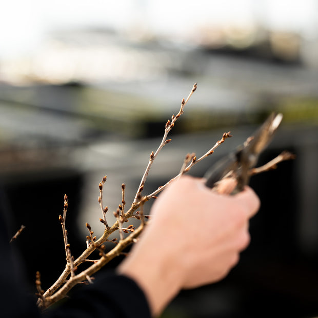 手間のかかる作業を経て、一束の桜が仕上がります。