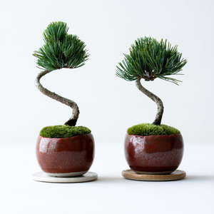 盆栽 銀八房五葉松 極太 貴風サイズ 【公式通販】 盆栽 銀八房五葉松 極太 貴風サイズ 【公式通販】