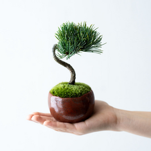 八房五葉松『盆栽』 八房五葉松『盆栽』