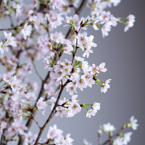 ポイントを抑えてお手入れすると約1ヶ月ほど花を楽しめます。