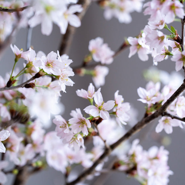 蕾が少し膨らんだ状態でお届け、3日～10日程度で開花し始めます。