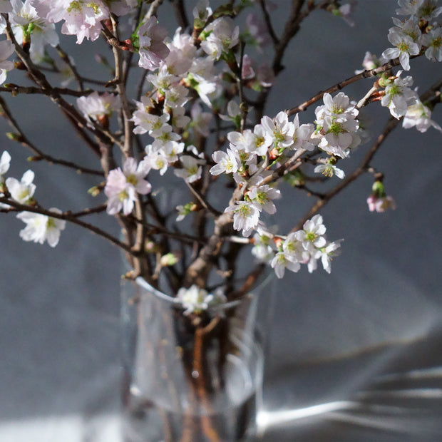 凛として華奢な枝ぶりと、淡いピンクの花が美しい