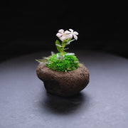 時山 浮石 小  直径約12cm<br>石の形・カラーはおまかせいただきます（ご指定いただけません）