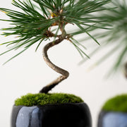 年月ごとに幹肌や枝ぶりに深い味わいが生まれます