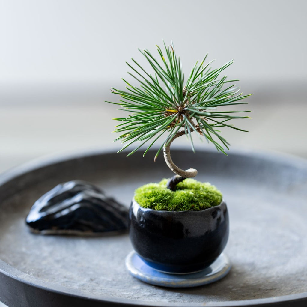 【石木花 正規品】大王松 盆栽 黒鉢 受け皿付き 石木花 正規品】大王松 盆栽 黒鉢 受け皿付き 石木花 正規品】大王松 盆栽