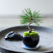 盆栽界の王道を称される人気樹種<br>鉢色：銅黒<br>高さ：約17㎝　幅：約12㎝