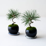 受け皿もセットでお届けします<br>※鉢色とマッチした違和感のない色をランダムにセレクトいたします