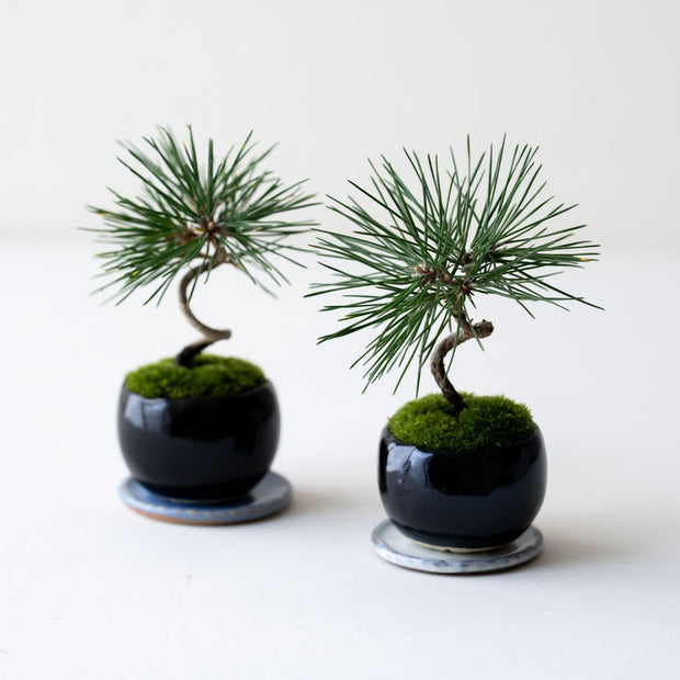 受け皿もセットでお届けします<br>※鉢色とマッチした違和感のない色をランダムにセレクトいたします