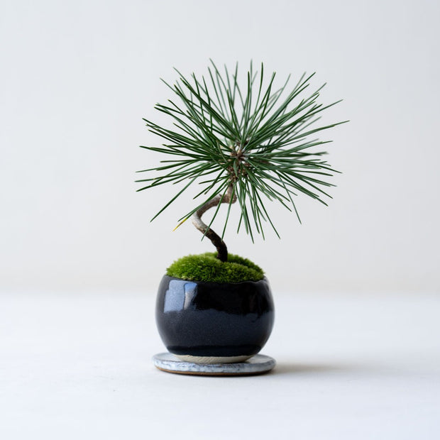 鉢色：銅黒<br>高さ：約17㎝　幅：約12㎝