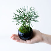 鉢色：銅黒<br>高さ：約17㎝　幅：約12㎝