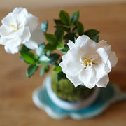 夏に甘くエキゾチックな香りの、純白のお花を咲かせます