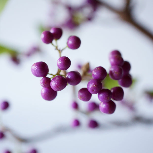 10〜11月頃にかけて鮮やかな紫の実をつけます