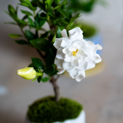 華やかな八重咲のクチナシの花