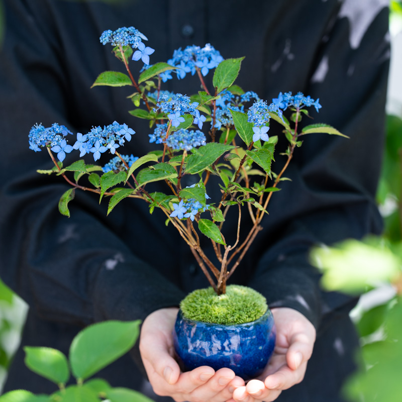 あじさい ミニ盆栽「藍姫」受け皿セット｜山紫陽花 石木花 母の日