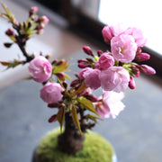 春になると淡いピンク色の花を賑やかに咲かせます