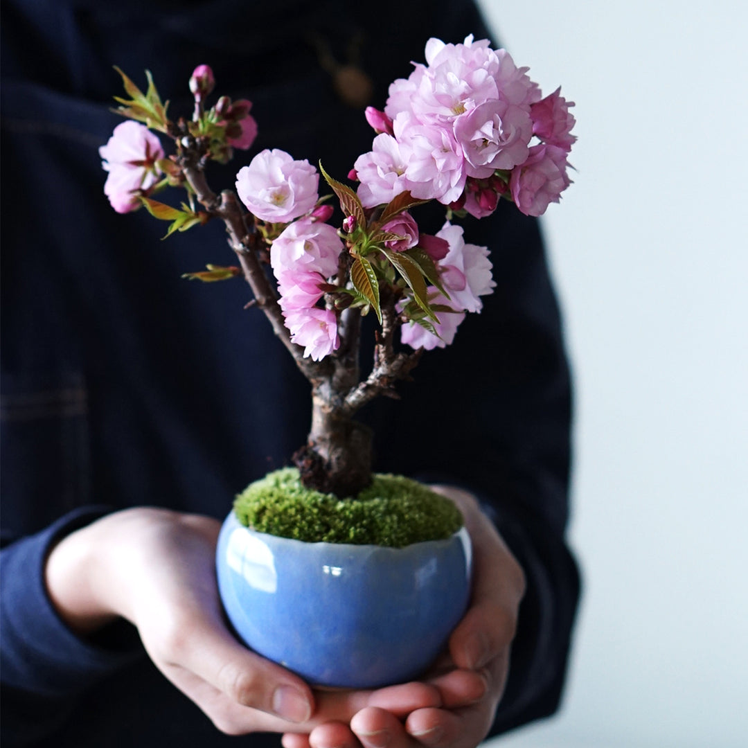 DSC00745-1_1080x.jpg?v=1740547632