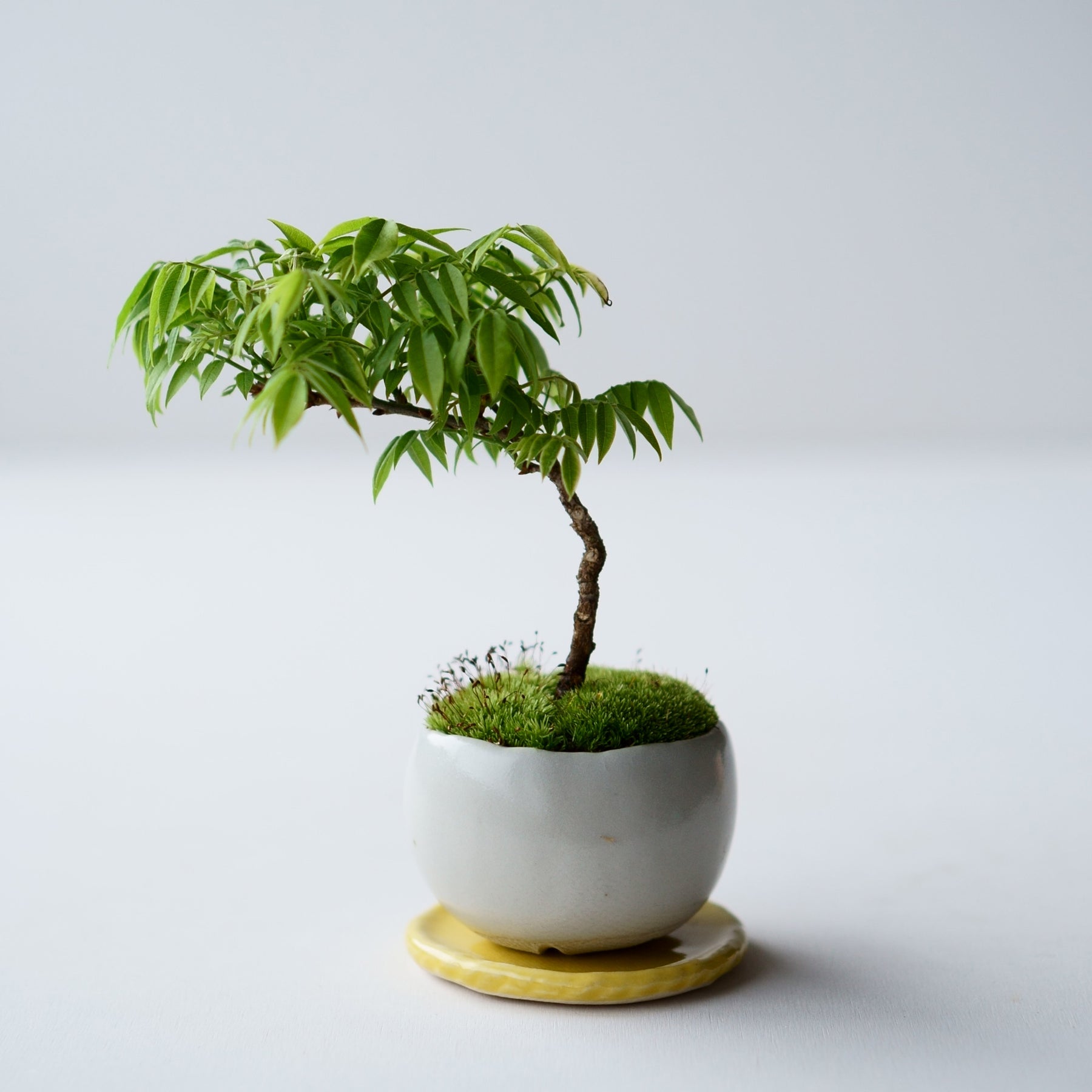 284 盆栽 盆栽鉢 植木鉢 和鉢 秀峰 【公式通販】