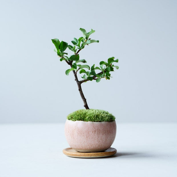 石木花 長寿梅（受け皿セット） 手のひらサイズの新しい盆栽 – By Emotion
