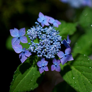藍色の美しい花<br>ヤマアジサイの花は5月～6月から約1か月お楽しみいただけます