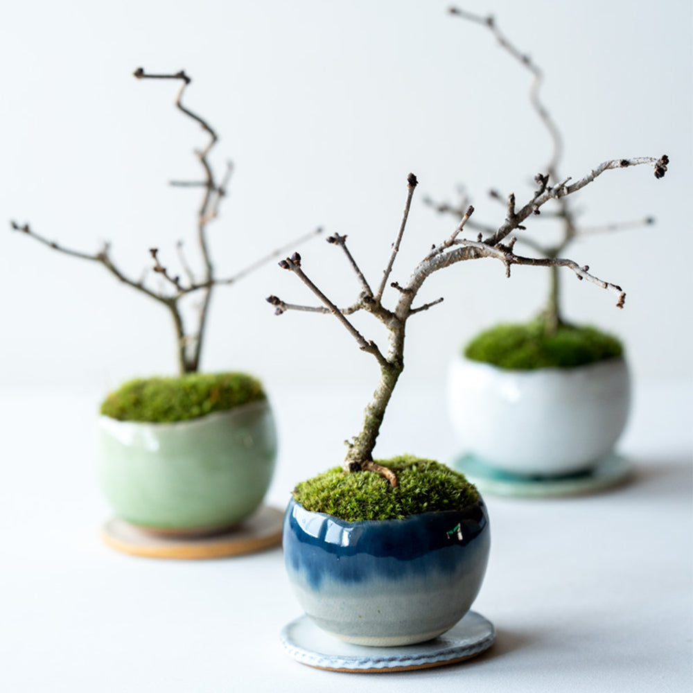 ライラック盆栽 【公式通販】