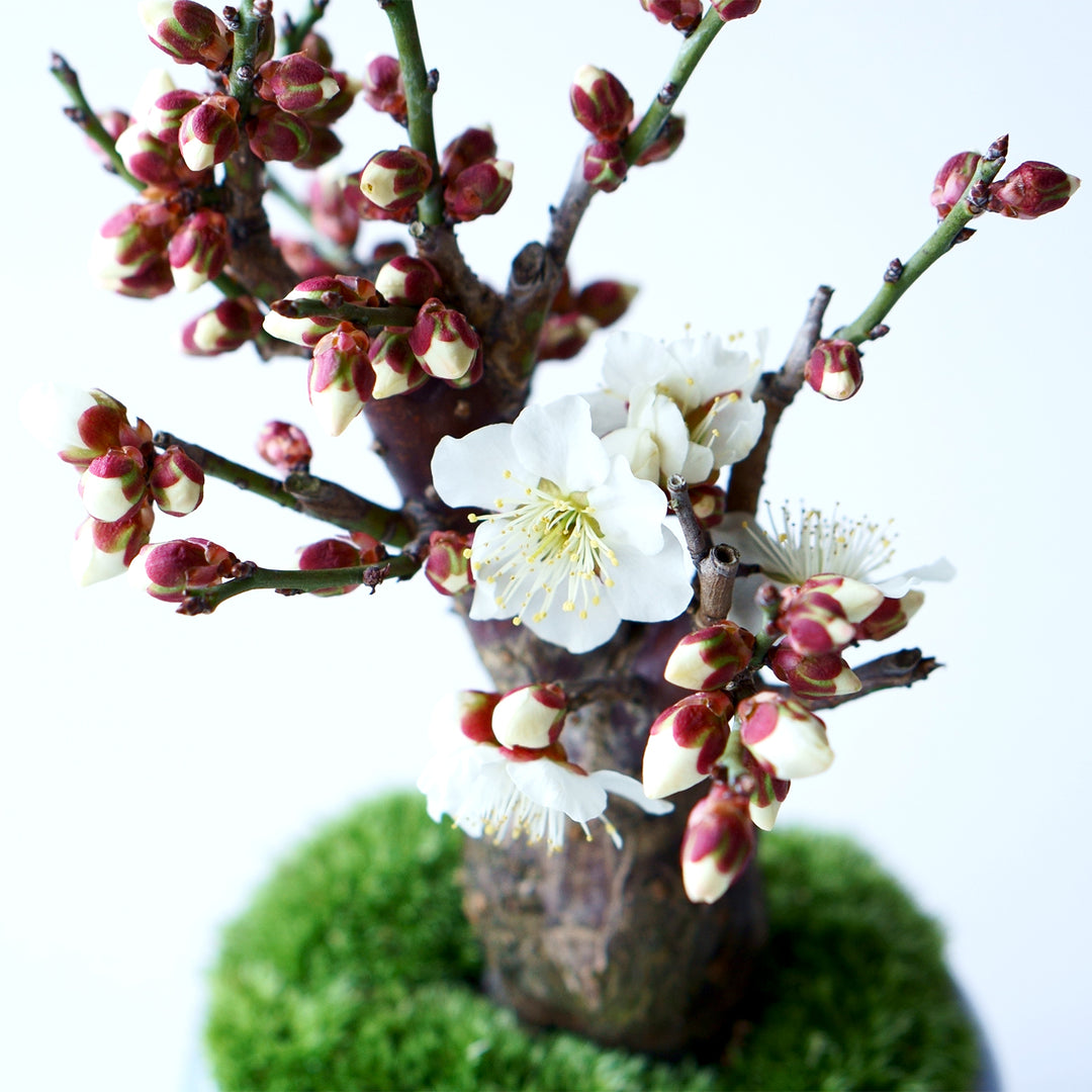 【希少】盆栽　梅　野梅　生産者減少 希少】盆栽 梅 野梅 生産者減少 【公式通販】