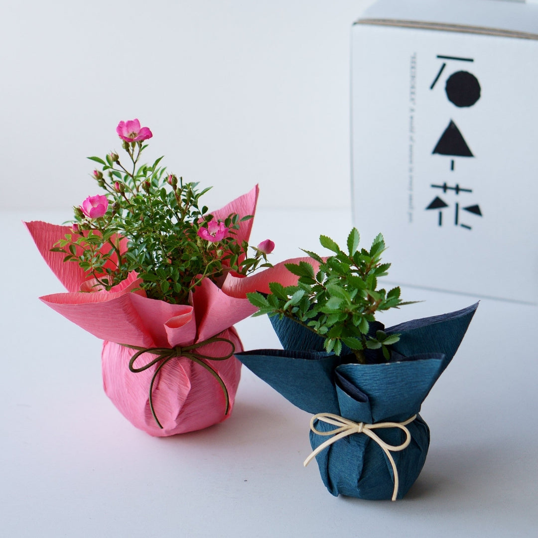 石木花 ニレケヤキ（受け皿セット）| 四季を楽しむミニ盆栽・ギフトに