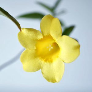 鮮やかな黄色いお花
