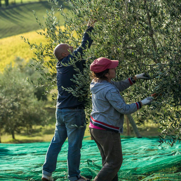 農園に2,000本あるオリーブの木<br>熟す前に手摘みで収穫される