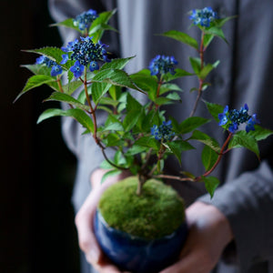 日本伝統色である藍色の花を咲かせます
