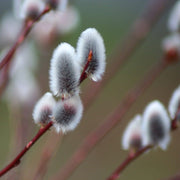 猫のしっぽのような、ふわふわの花芽が特徴