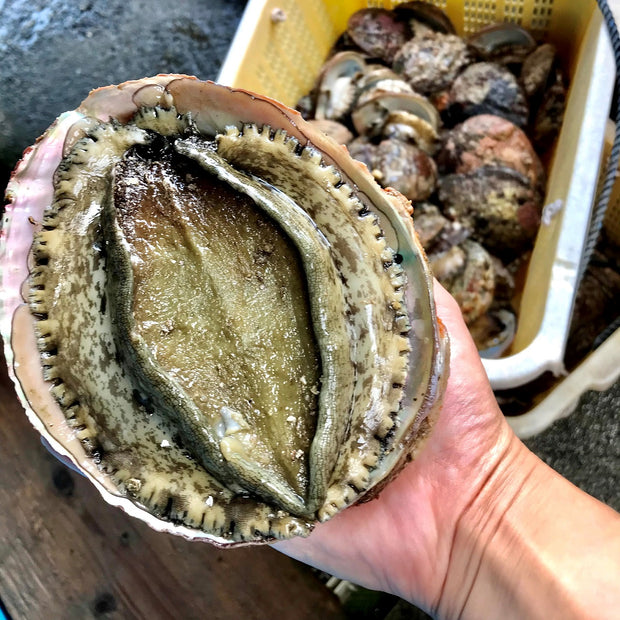 手のひらからはみ出るほど大ぶりの鮑